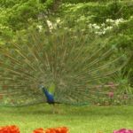 A beautiful peacock.