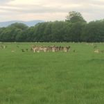 Wildlife at Phoenix Park