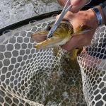 Removing the hook from one of the trout